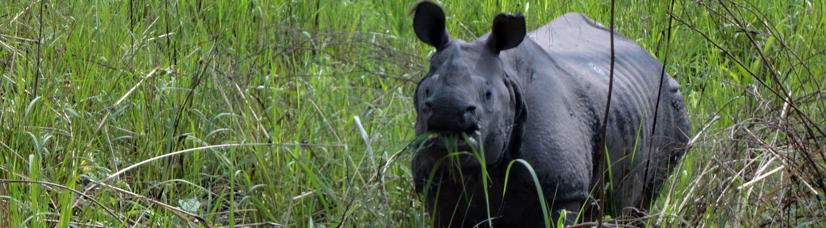 One- Horned Rhino in Chitwan