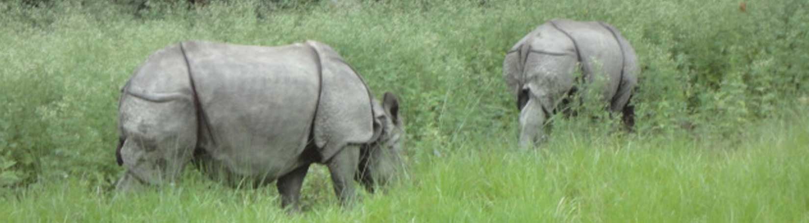 Bardia Wildlife Safari Tour