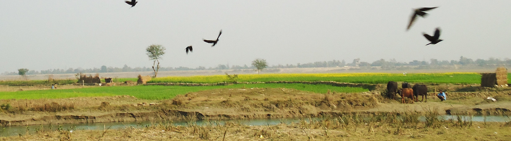 Koshi Tappu Wildlife Reserve