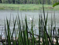 Bird Watching Tour