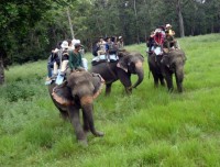 Chitwan Jungle Safari Tour