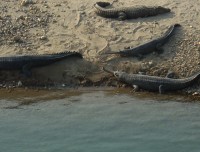 Gharial in Koshi Tappu 