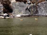 Gokyo Lake and birds