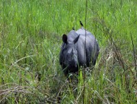 One Horn Rhino Chitwan