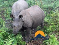 One Horned Rhino of Nepal