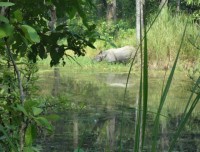 Wildlife Safari Tour