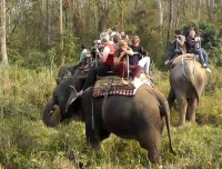 Elephant Safari in Chitwan
