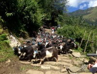 Ghorepani Poonhill Trek Route