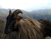 Himalayan Tahr