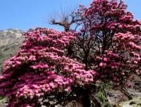 Rhododendron