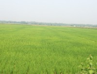 Rice Fields