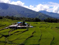 Paddy Fields