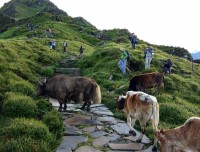 Himalayan Yaks